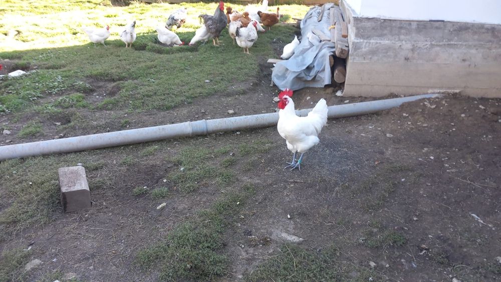 Puicuțe și cocosi