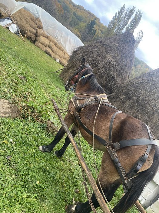 Vand iapa buna de ham