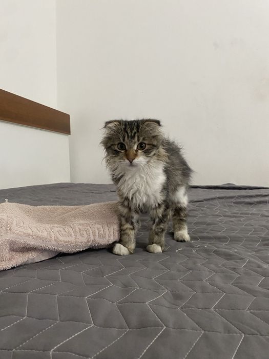 Отдам котенка бесплатно