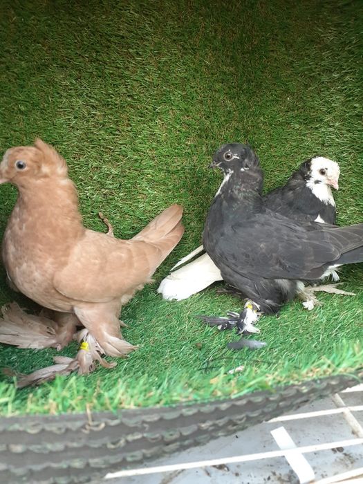 Jucatori de botosani