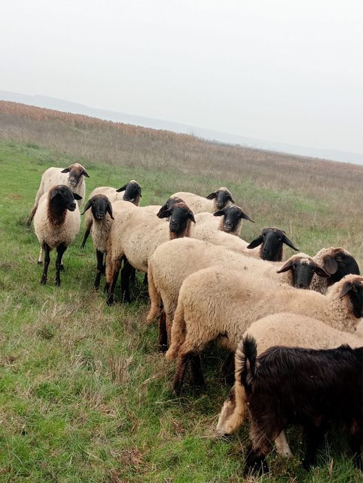 Oi de vânzare tinere!!!