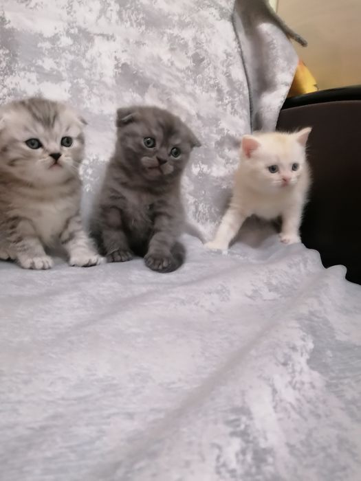 Шотландский вислоухие.