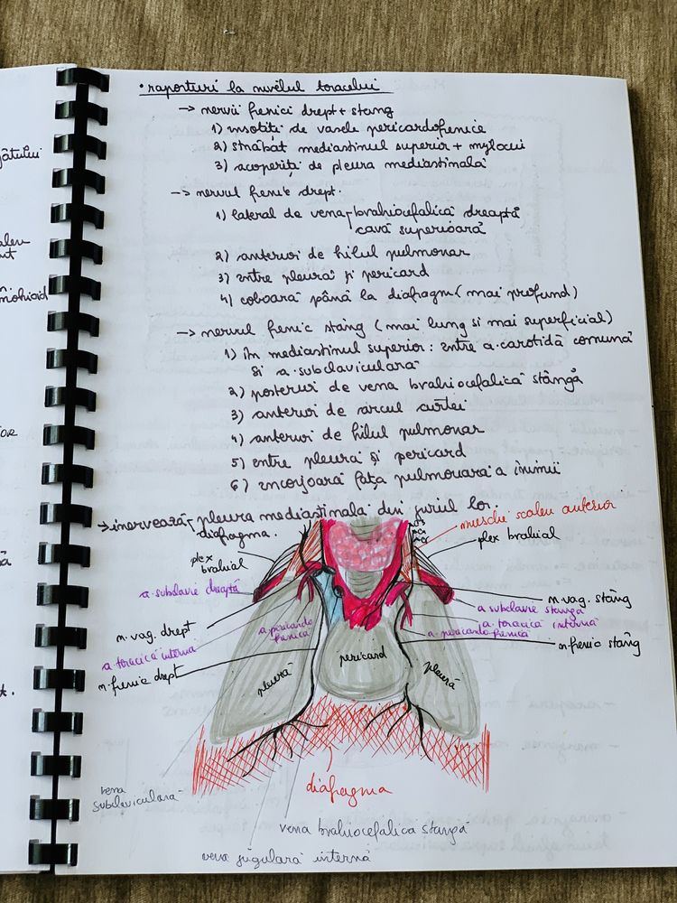 Caiet notite anatomie an 1 semestrul II