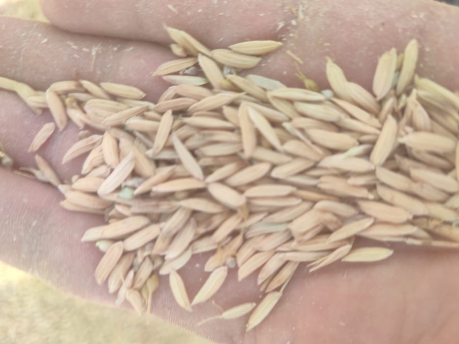 Салы, Лазер күріш сатылады