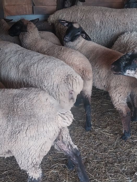 Vând mielute si oi  suffolk