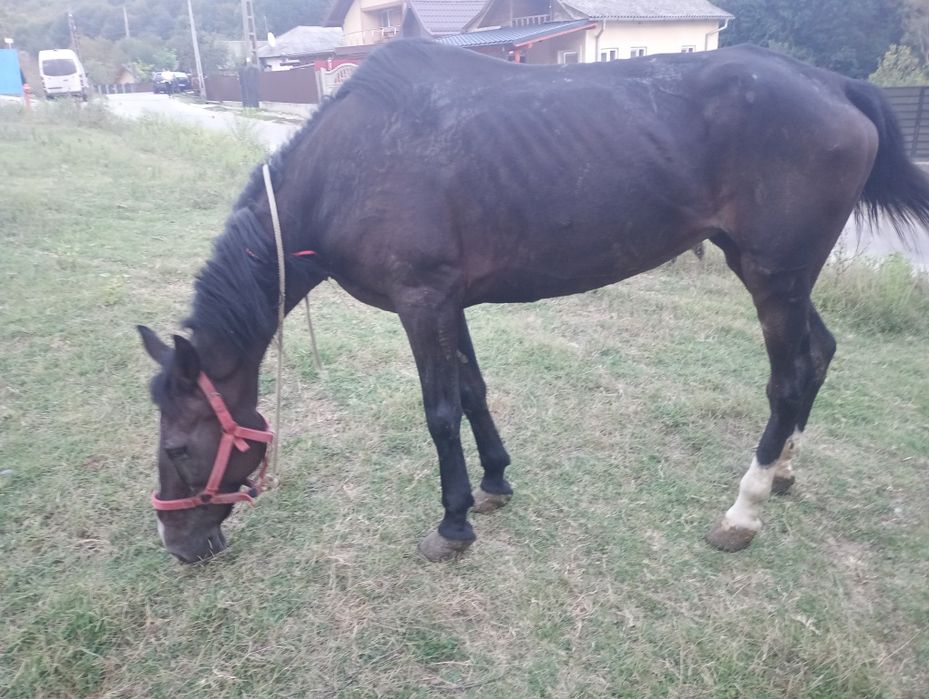 Se vinde iapa de zece ani cuminte buna de ham