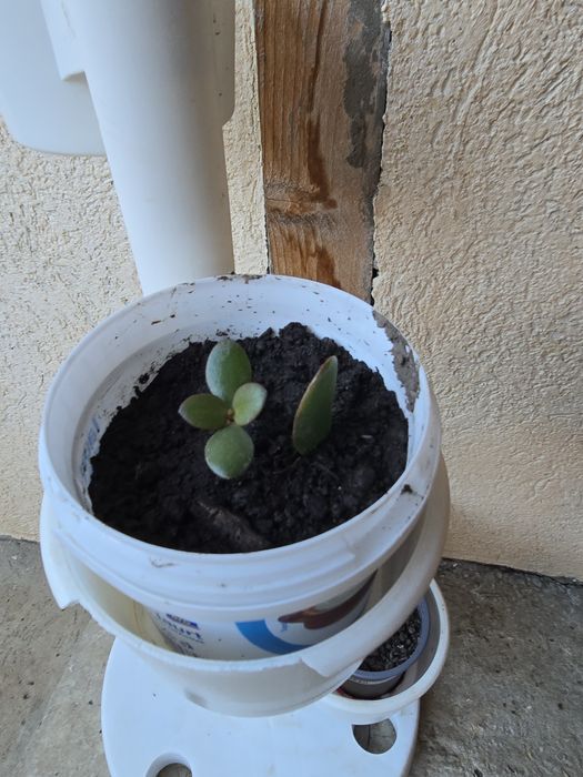 Planta banilor ,Crasuela