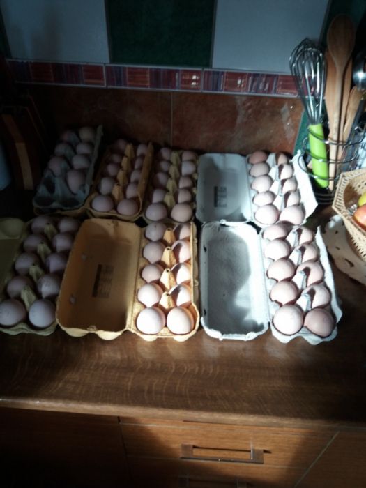 Oua incubat araucana si australorp