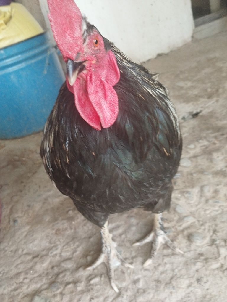Tovuq xorozlar sotiladi