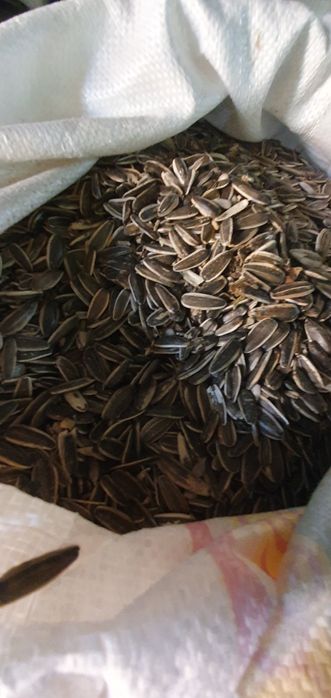 Продам семечки, белые и серые! Большие объёмы! Крупные,спелые,!