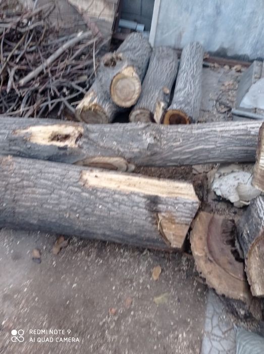 Спил грецкого ореха