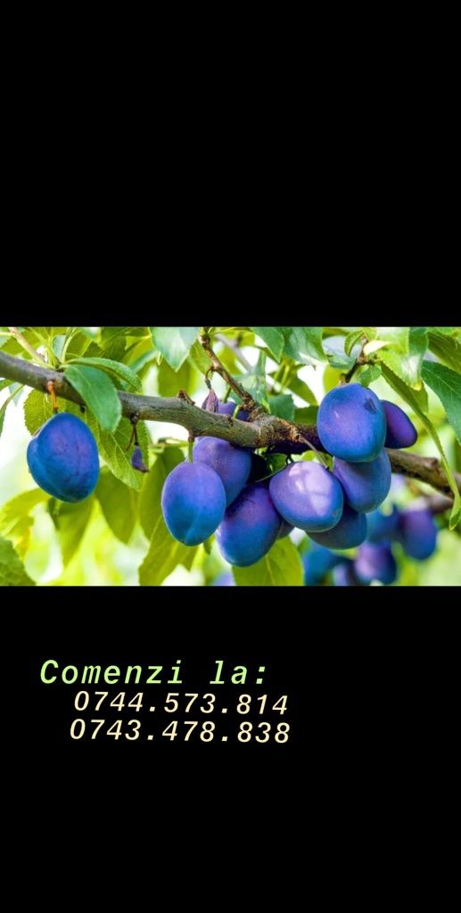 Cires amar.Ciresi intensiv.Prun.Mar ponic.Par.Lavanda.Aronia.Castan.>R