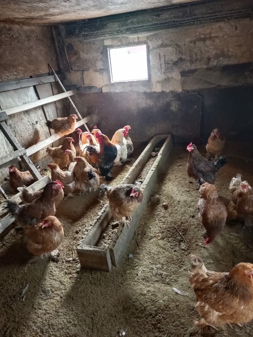 Яйца для инкубации от домашних кур