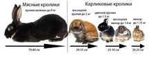 Карликовые кролики