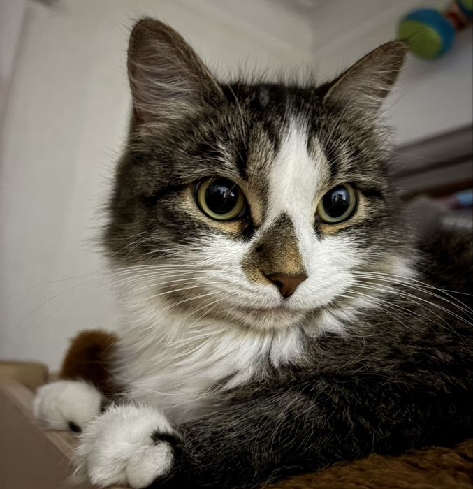 Отдам кошку в добрые  руки