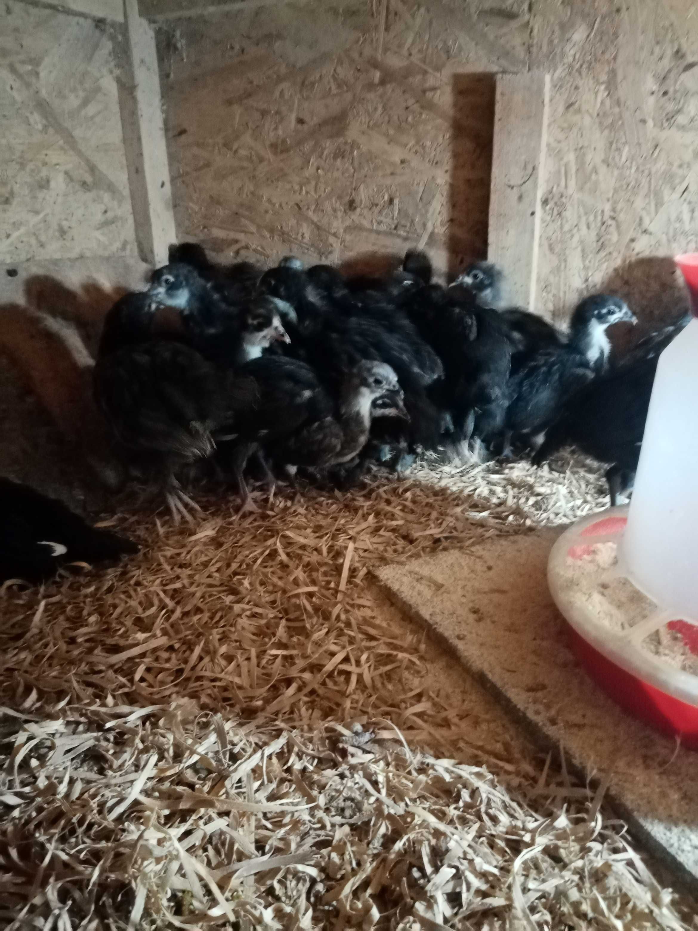 Vând pui de găină australorp