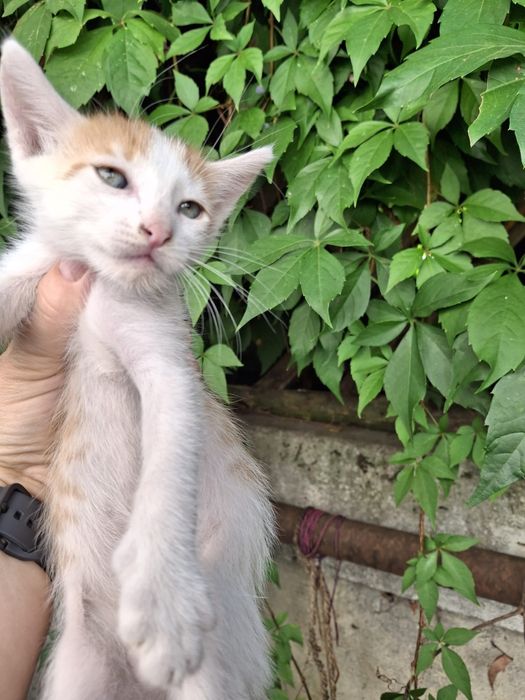 Pui de pisică pentru adopție