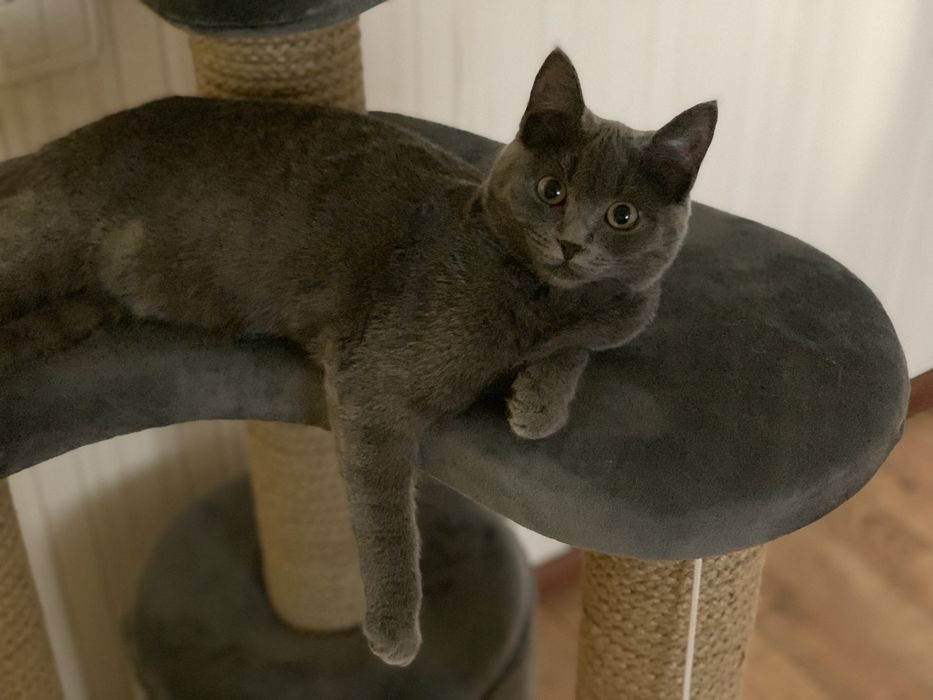 отдадим кошку в добрые руки