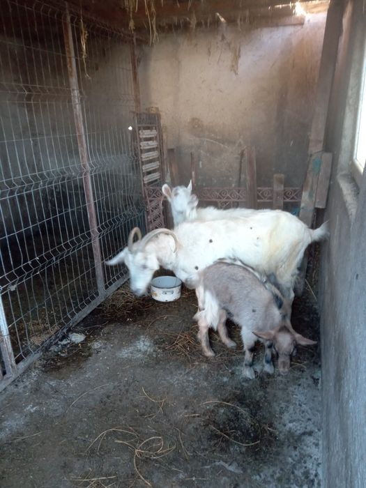 Vând 3 capre rasă albina franceză