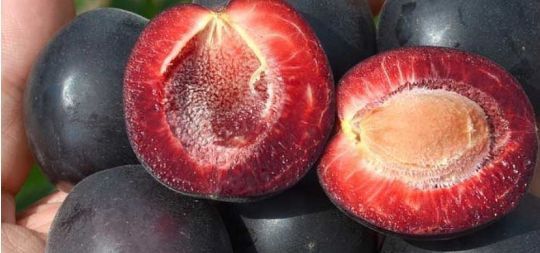 Cais (Soiul Aprisali )