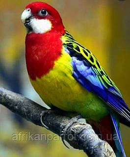 Продам попугая розелла или меняю