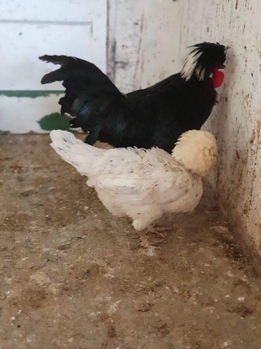 Vând motata olandeză