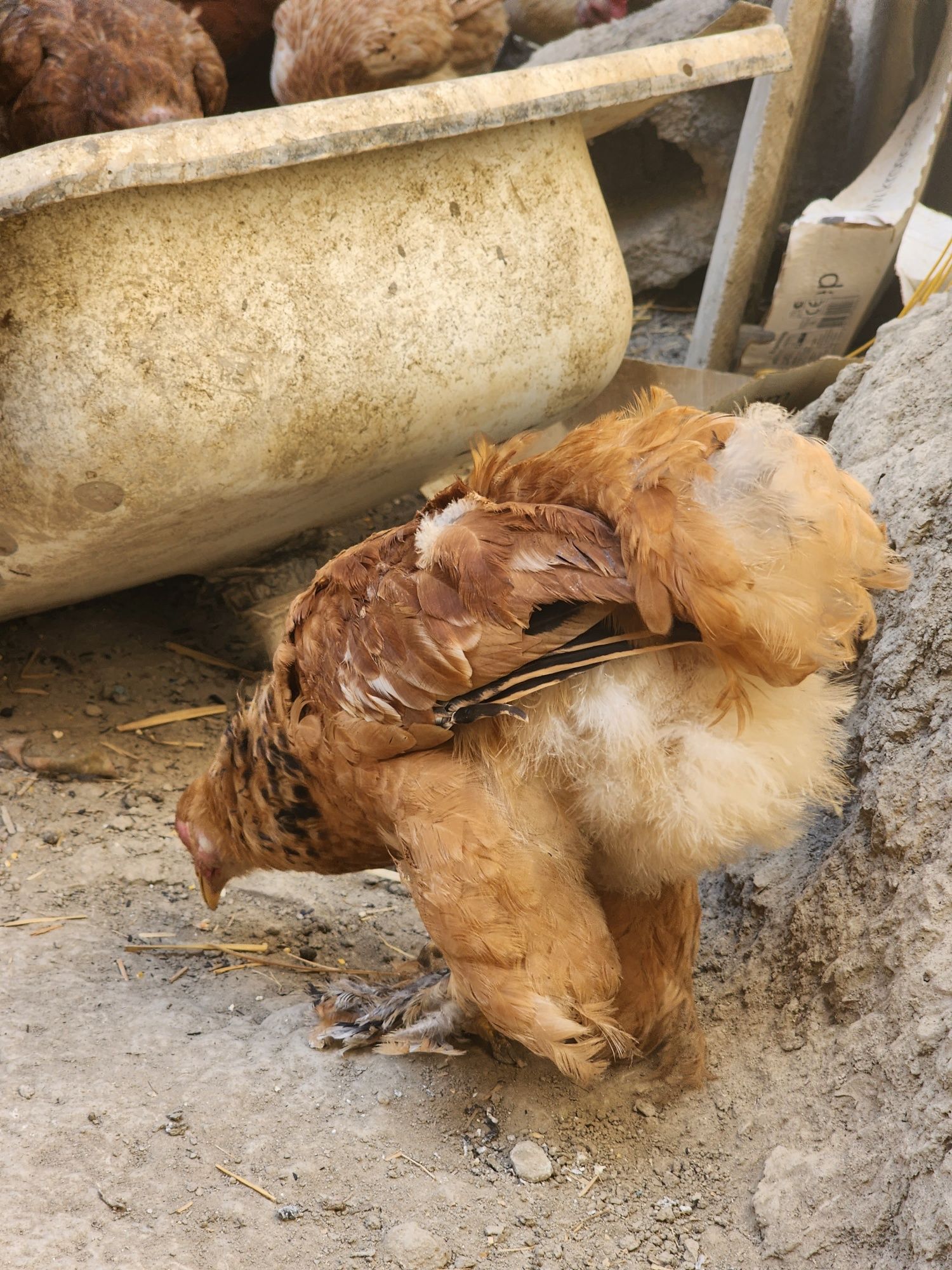 Брама и местный курицы общий 11 хамаси бирдан