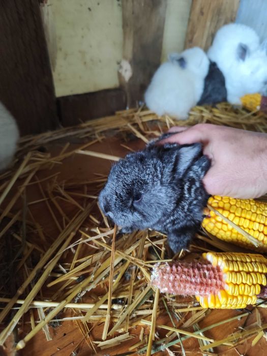 Iepurași de vanzare