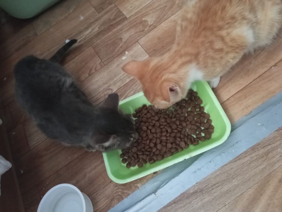 Отдам котят в добрые руки