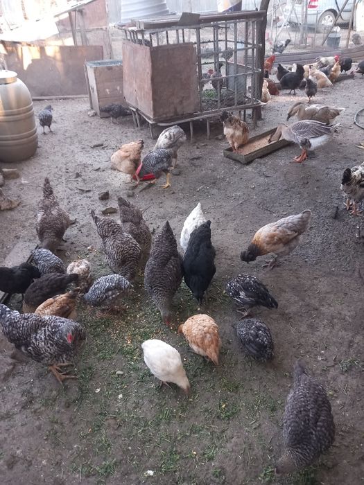 Vând cocoși de anul acesta