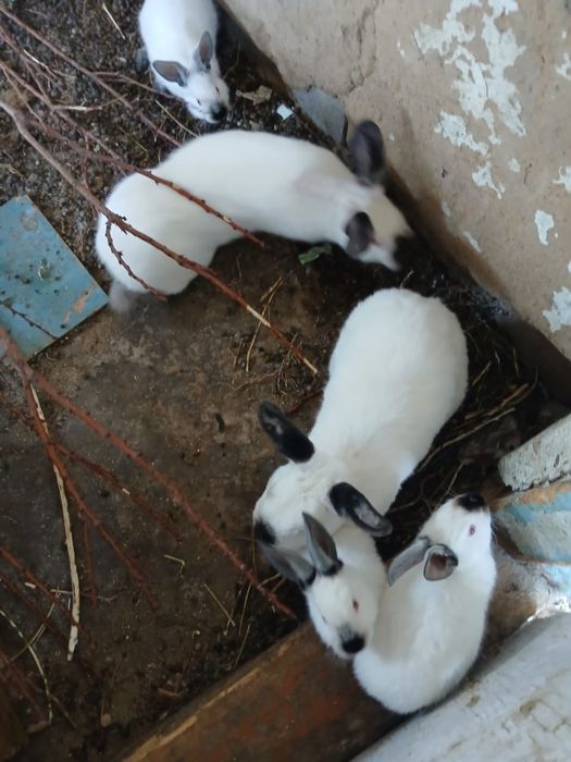 Кролики Калифорни