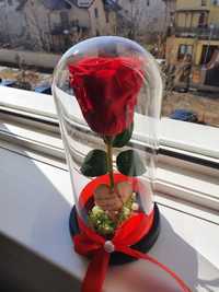 Trandafir rosu criogenat in cupola