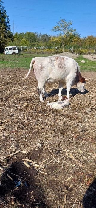 Vând vaci și viței