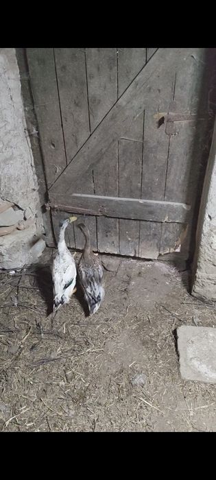 Schimb rățoi pe rațe