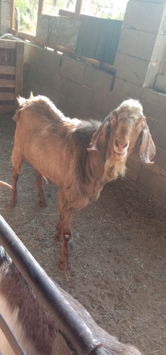 Нубийский теке сатылады