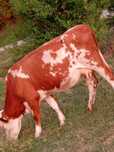 De vanzare 3 Vaci la prima fătare 1 tauras de vaca