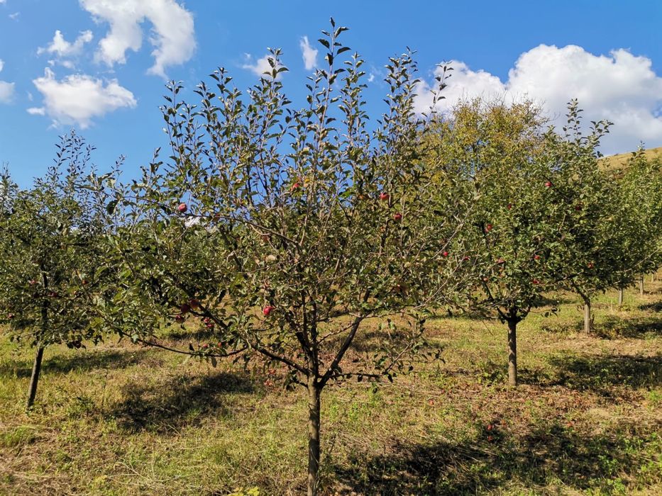 Livada in Fizesul Gherla cu 270 pomi fructiferi