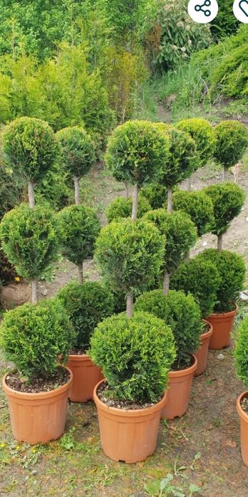 Vand plante ornamentale