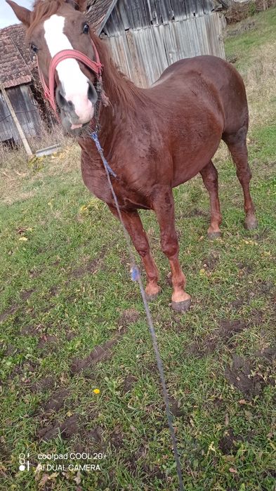 De vânzare hărmăsar