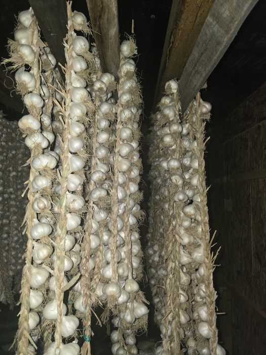 Vand usturoi romanesc