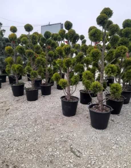 Plante Ornamentale Oriunde in tara calitate extra