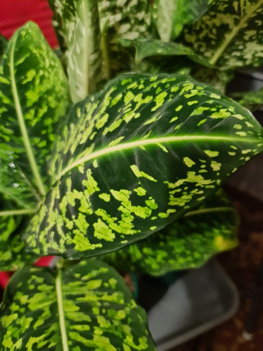 Диффенбахия сорт "Рефлектор"