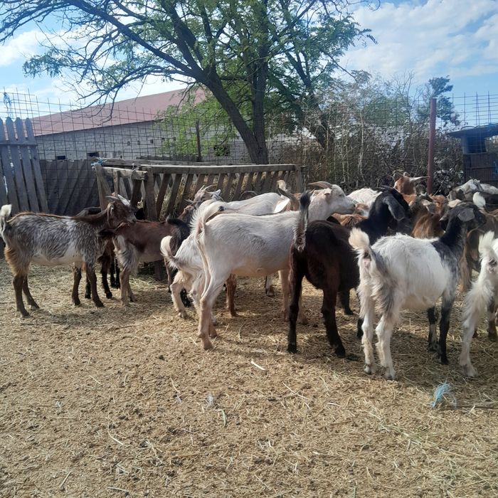 Vând  50 de iede grase. Preț 15 lei în viu.