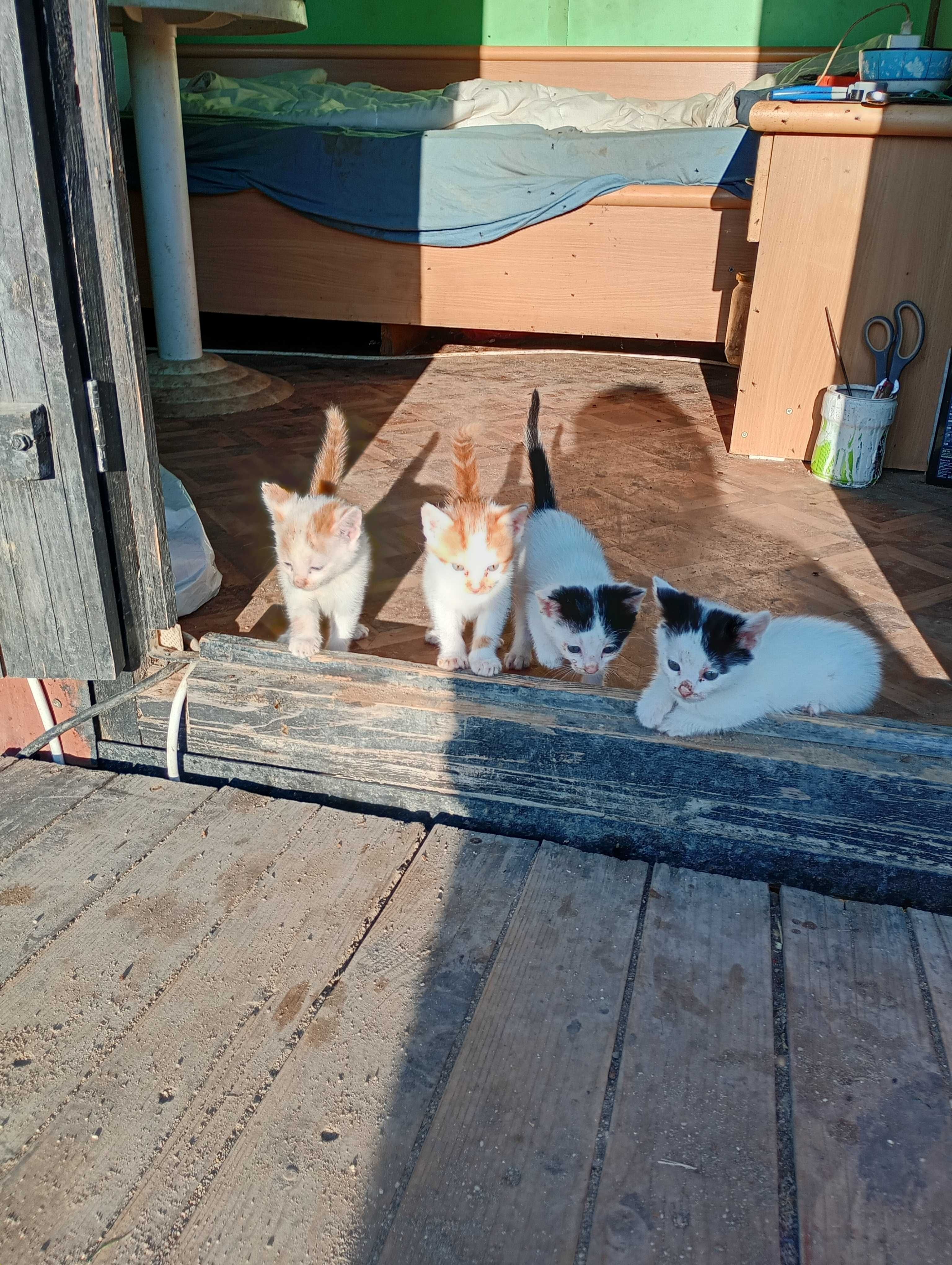 Подарявам котенца