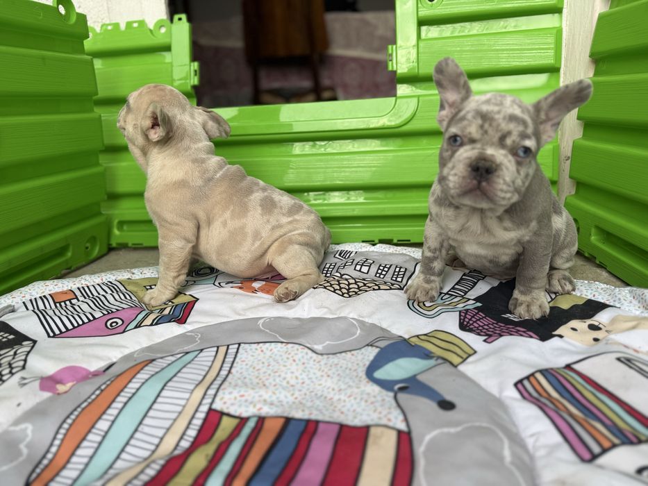 Bulldog Francez Merle