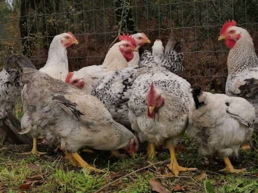 Vand pui albi si colorati