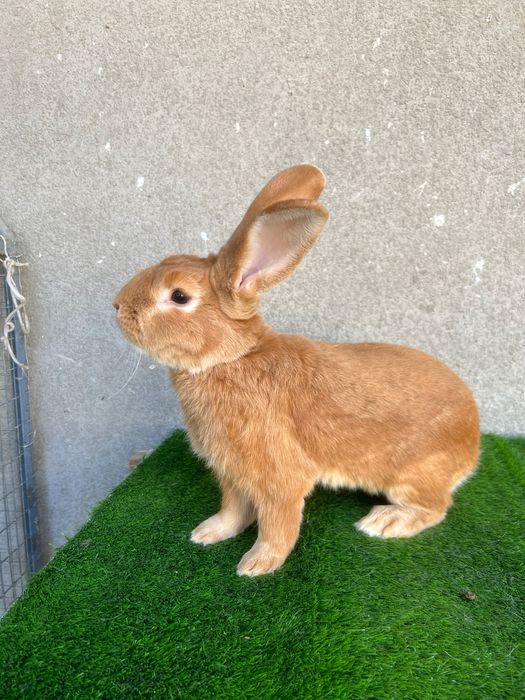 Бургундия зотли самец