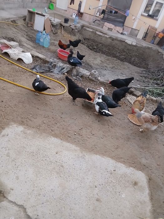 Tovug va horoz indautkalar sotiladi tuxum tugib turibdi