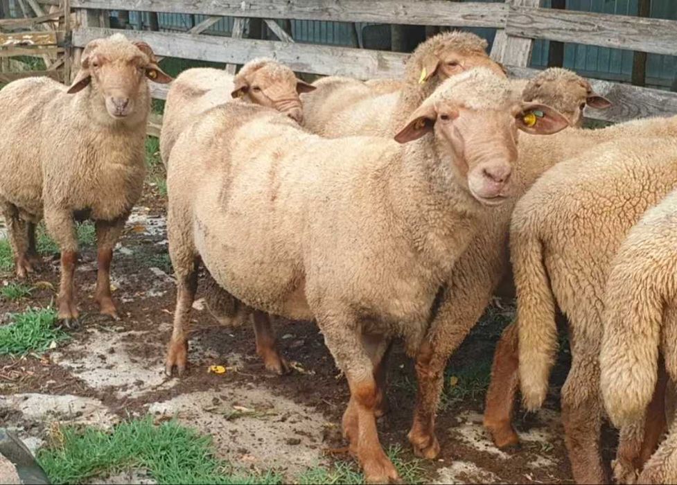 Vand oi țigai rugini(varoșe,birci,tigaie) de ținut