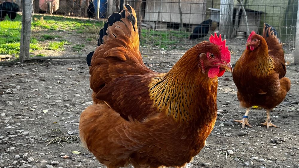 New Hampshire oua de incubat